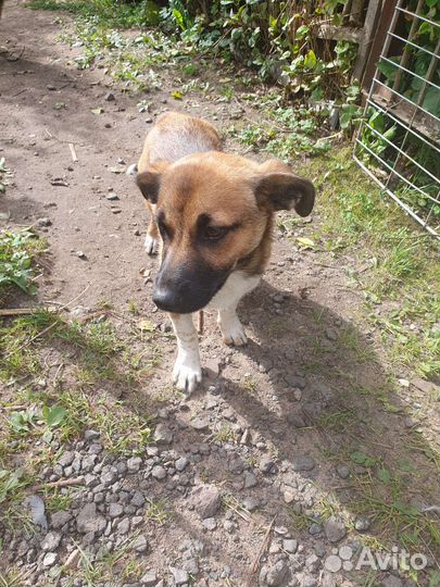 Щенок в добрые руки