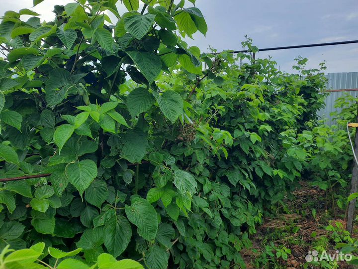 Саженцы ежевики