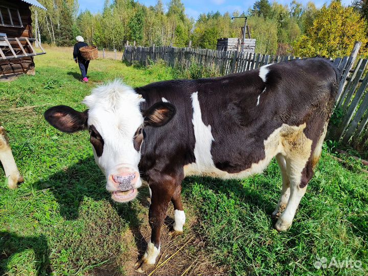 Телка 5 месяцев