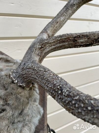 Рога изюбря (изюбра)