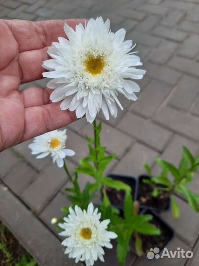 Садовые ромашки