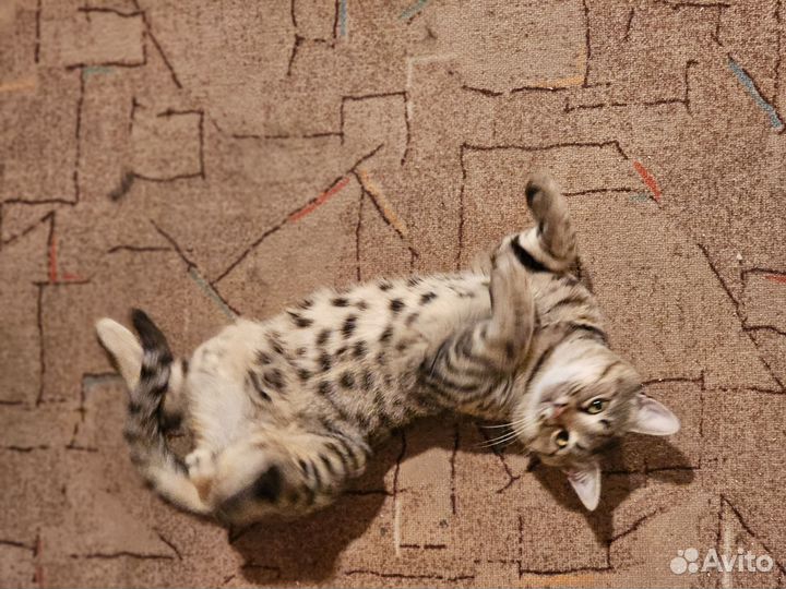 Котик в добрые руки