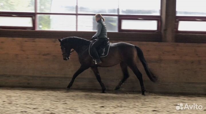 Жеребец в конкур