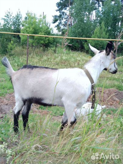 Коза дойная