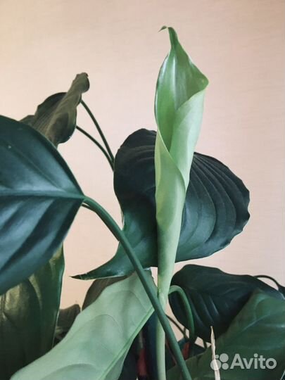 Цветок Аглаонема скромная (с горшком и землей)