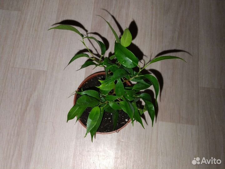 Фикус бенджамина Наташа