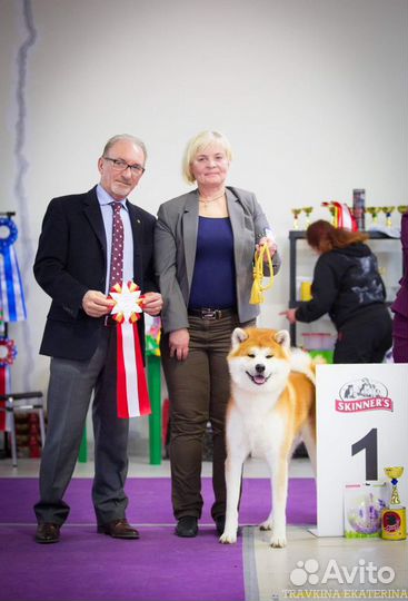 Вязка Акита Ину