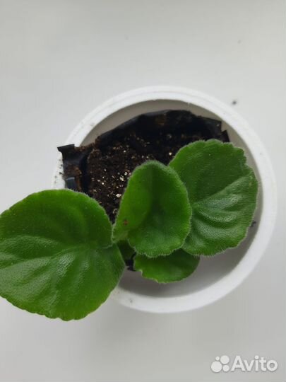 Фиалки детки