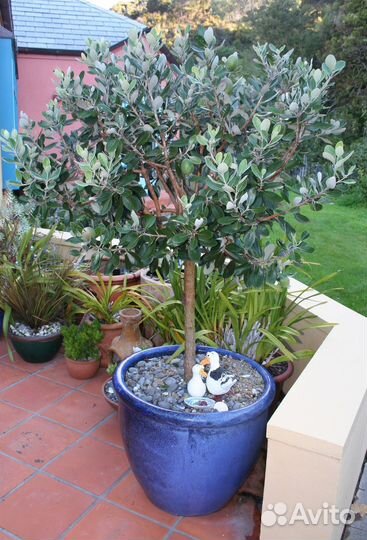 Фейхоа крупноплодный, семена