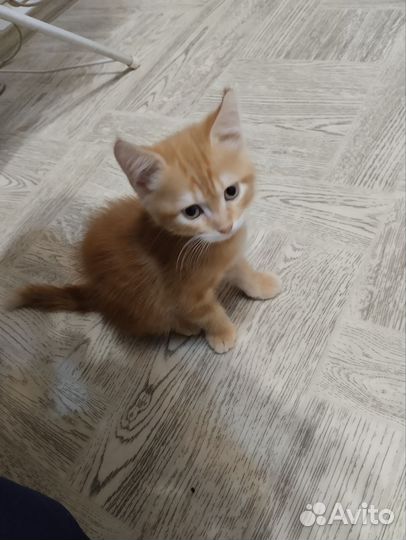 Котенок в добрые руки