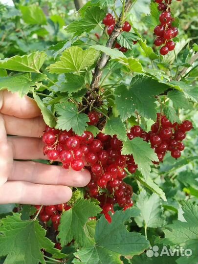 Красная смородина
