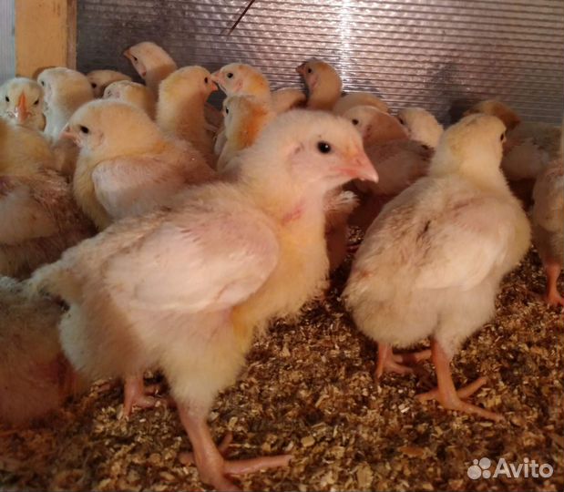 Росс 308 бройлеры подрощенные