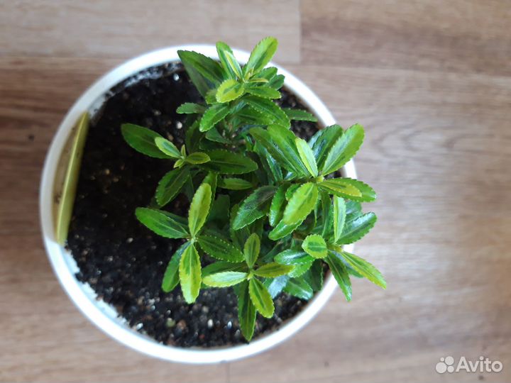 Бересклет комнатный