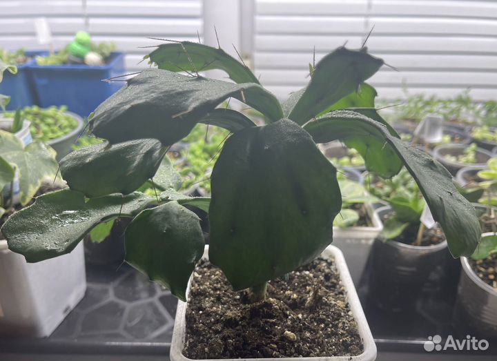 Суккуленты крассула денежное дерево