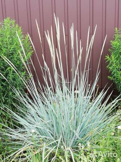 Многолетники для сада, цветы