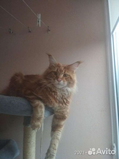 Вязка кошки мейн-кун