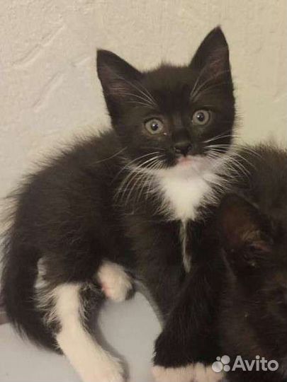 Котята, мальчик и девочка, в добрые руки