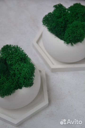 Капшо с мхом