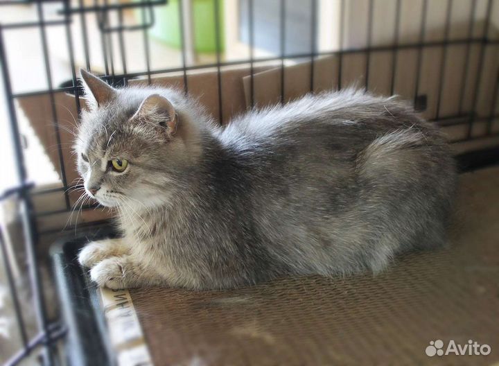 Подарите шанс стать домашней