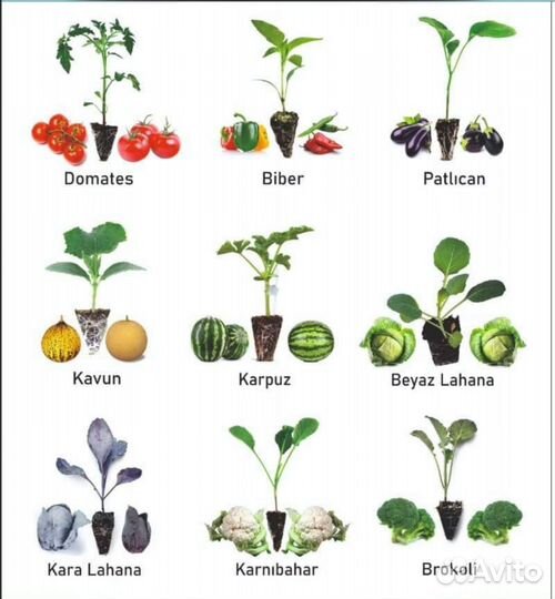 Рассада помидор огурцов перцев