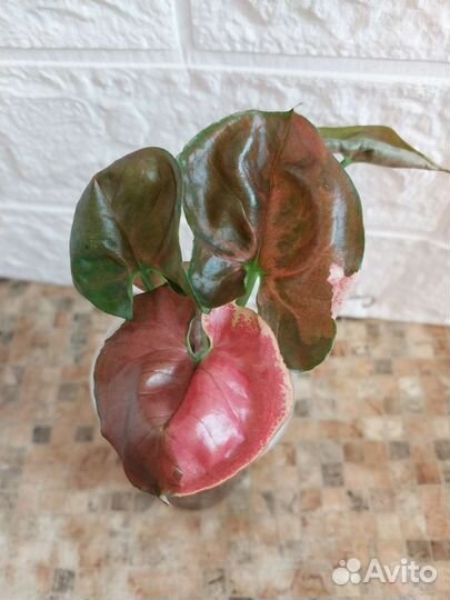 Сингониум клубничный лед