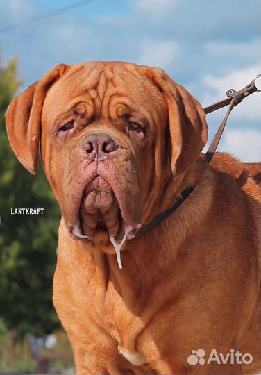 Бордоский дог