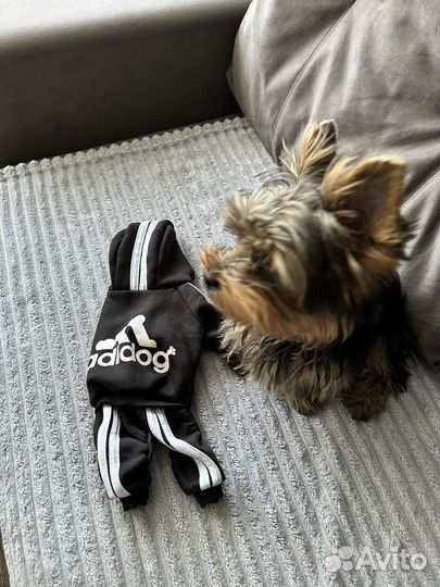 Одежда для собак