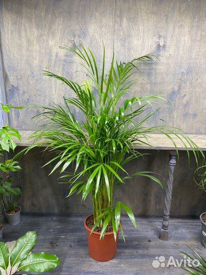 Пальма хамедорея