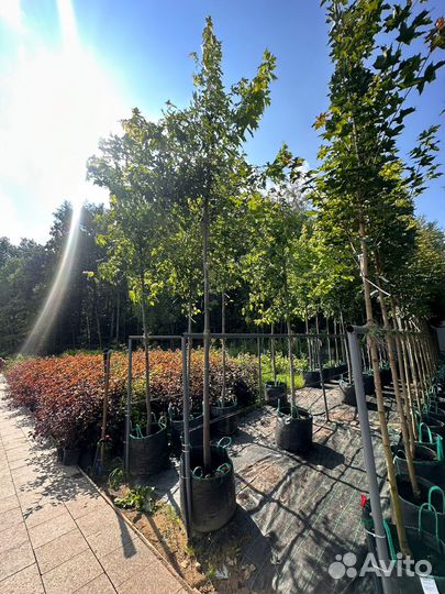 Клен сахаристый 3-3.5 м