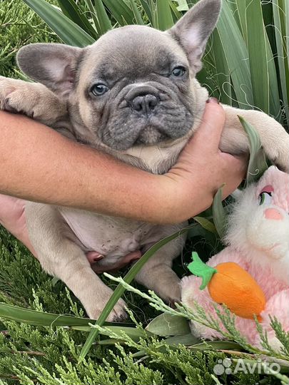 Французский бульдог голубой