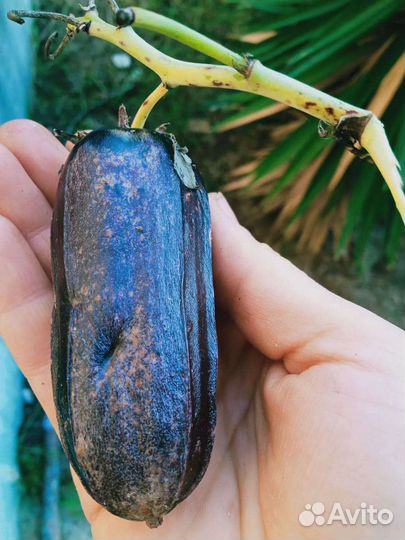 Юкка Алоэлистная Юкка саженцы