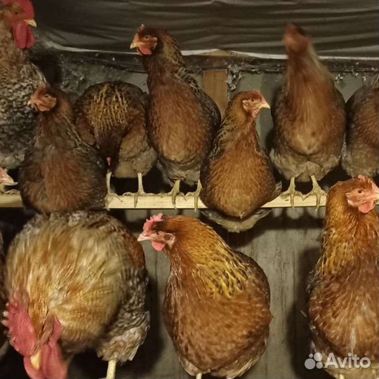 Инкубационное яйцо