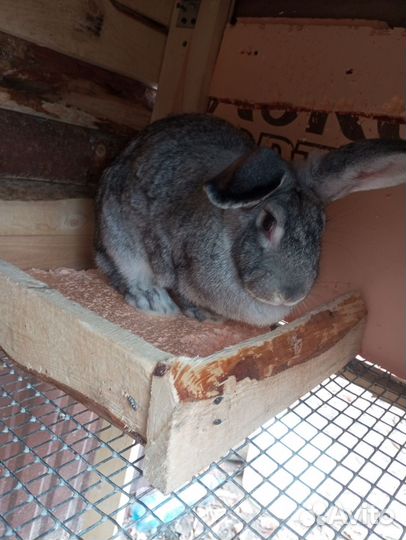 Кролик беременная