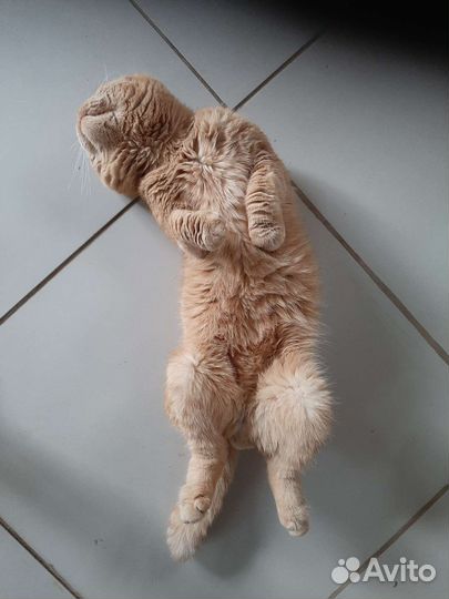 Вислоухие котята вислоухий кот вязка рыжий золотой