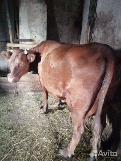Коровы дойные