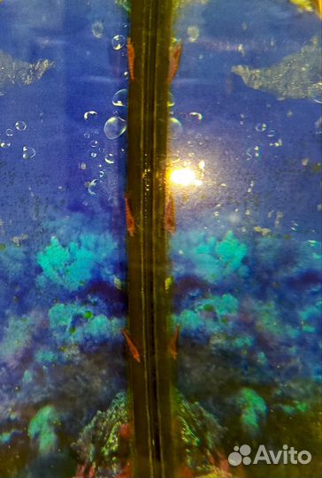 Аквариумные креветки