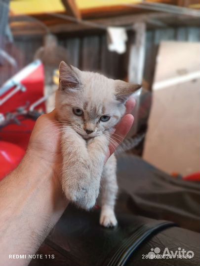 Отдам котят