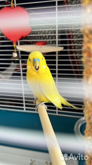 Волнистый попугай с клеткой имя лимон