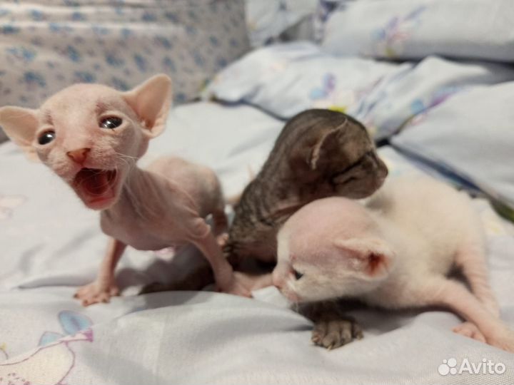 Котята сфинкс