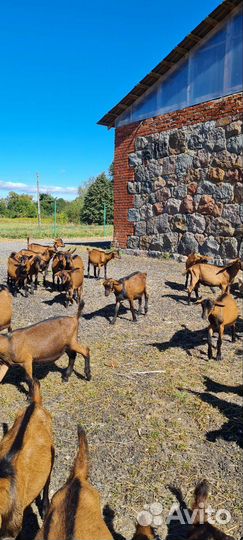 Альпийские козлики, козлы