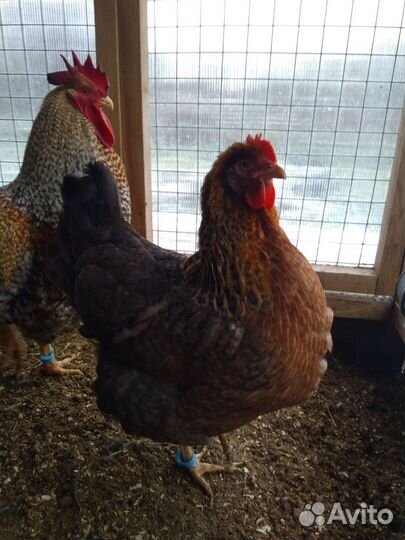 Инкубационное яйцо Билефельдер