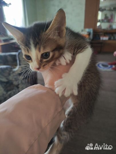 Отдам котят в добрые руки