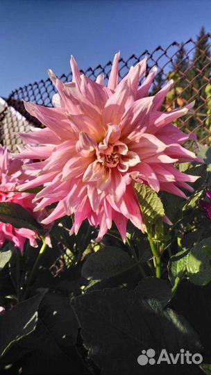 Луковицы георгинов