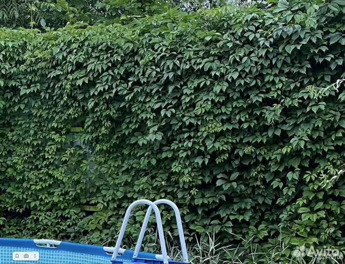 Девичий виноград 2 метра+ в горшках 10 литров