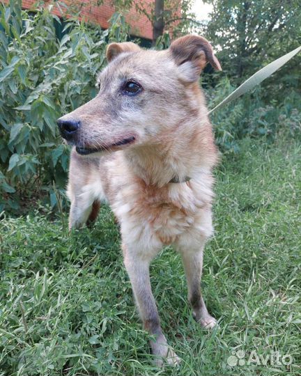 Куколка ждет своего человека