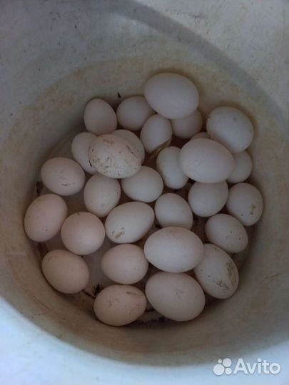 Домашние куриные яйца