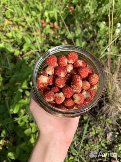 Ягода полевая