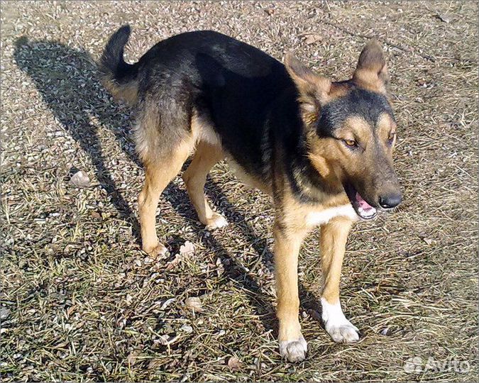 Помесь дворняги и овчарки