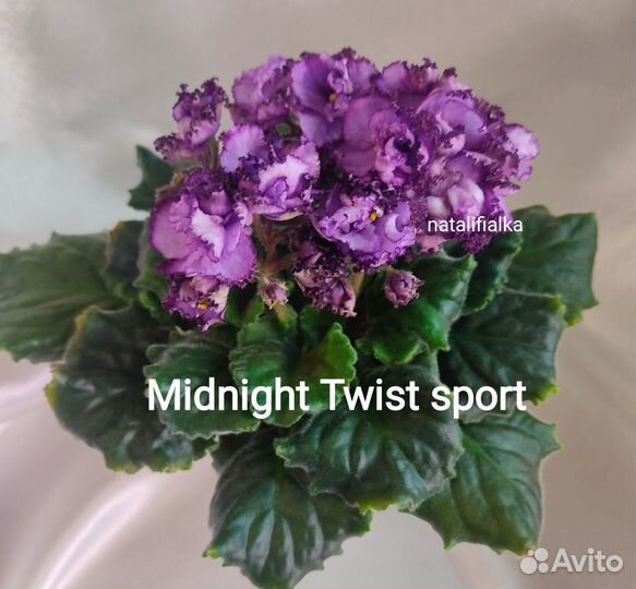 Фиалка Midnight Twist sport