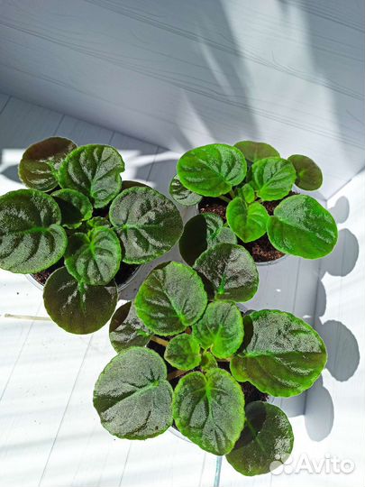 Фиалка пт - Первое свидание (стартеры)